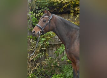 Deutsches Reitpony, Wallach, 8 Jahre, 14 hh, Brauner