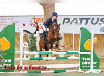 German Riding Pony, Gelding, 8 years, 14 hh, Brown