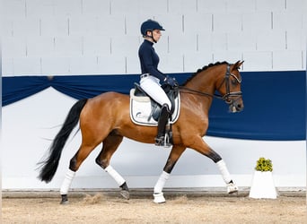 German Riding Pony, Gelding, 8 years, 14 hh, Brown