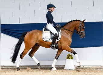 German Riding Pony, Gelding, 8 years, 14 hh, Brown