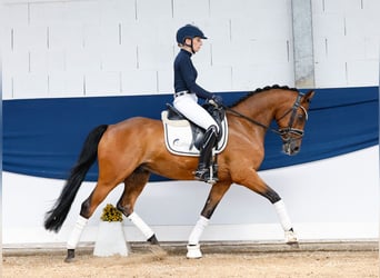 German Riding Pony, Gelding, 8 years, 14 hh, Brown