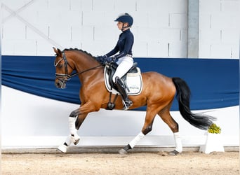 German Riding Pony, Gelding, 8 years, 14 hh, Brown