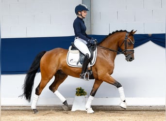 German Riding Pony, Gelding, 8 years, 14 hh, Brown
