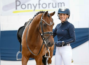 German Riding Pony, Gelding, 8 years, 14 hh, Brown