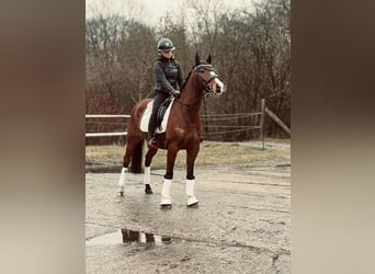 German Riding Pony, Gelding, 8 years, 14 hh, Brown