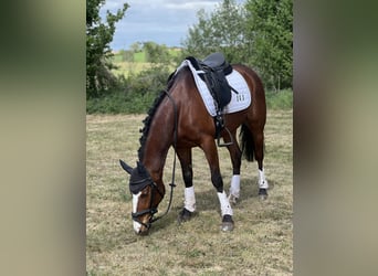 German Riding Pony, Gelding, 8 years, 14 hh, Brown
