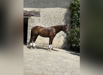 German Riding Pony, Gelding, 8 years, 14 hh, Chestnut