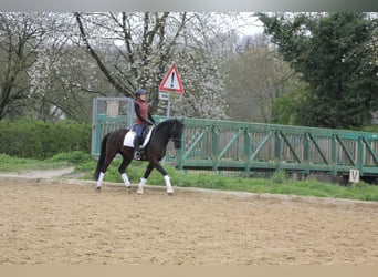 German Riding Pony, Gelding, 8 years, 14,2 hh, Black
