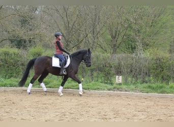 German Riding Pony, Gelding, 8 years, 14,2 hh, Black