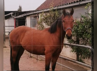 German Riding Pony Mix, Gelding, 8 years, 14,2 hh, Brown