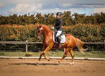 German Riding Pony, Gelding, 8 years, 14,2 hh, Chestnut-Red