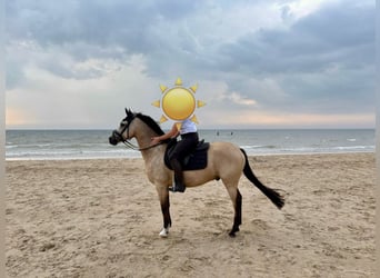 German Riding Pony, Gelding, 8 years, 14,2 hh, Dun