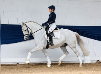 German Riding Pony, Gelding, 8 years, 14,2 hh, Gray