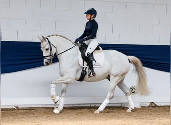 German Riding Pony, Gelding, 8 years, 14,2 hh, Gray