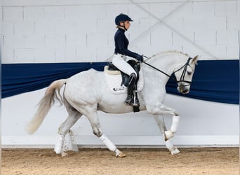 German Riding Pony, Gelding, 8 years, 14,2 hh, Gray