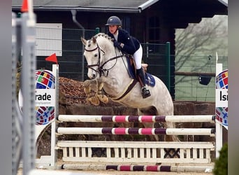 German Riding Pony, Gelding, 8 years, 14,2 hh, Gray