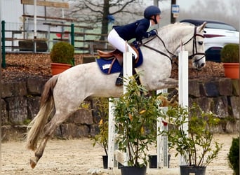 German Riding Pony, Gelding, 8 years, 14,2 hh, Gray