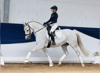 German Riding Pony, Gelding, 8 years, 14,2 hh, Gray