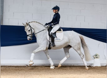 German Riding Pony, Gelding, 8 years, 14,2 hh, Gray