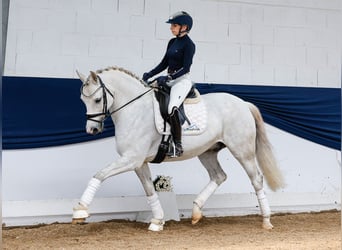 German Riding Pony, Gelding, 8 years, 14,2 hh, Gray