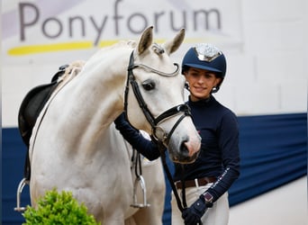 German Riding Pony, Gelding, 8 years, 14,2 hh, Gray