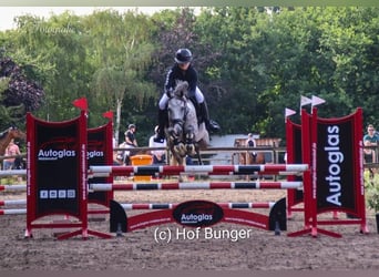 German Riding Pony, Gelding, 8 years, 14,2 hh, Grey-Dapple