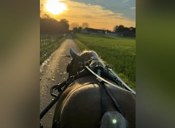 German Riding Pony, Gelding, 8 years, 14,2 hh, Palomino