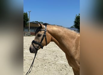 German Riding Pony, Gelding, 8 years, 14,3 hh, Buckskin