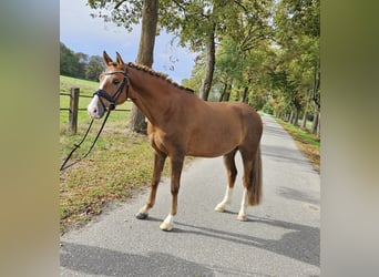 German Riding Pony, Gelding, 8 years, 15.1 hh, Chestnut