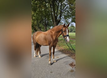 German Riding Pony, Gelding, 8 years, 15.1 hh, Chestnut