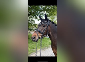 German Riding Pony, Gelding, 8 years, 15 hh, Bay-Dark
