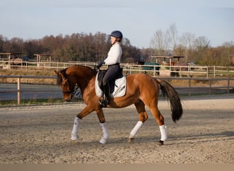 German Riding Pony, Gelding, 8 years, 15 hh, Brown
