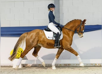 German Riding Pony, Gelding, 8 years, 15 hh, Chestnut-Red