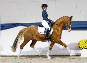 German Riding Pony, Gelding, 8 years, 15 hh, Chestnut-Red