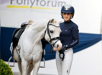 German Riding Pony, Gelding, 9 years, 12.1 hh, Gray