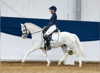 German Riding Pony, Gelding, 9 years, 12.1 hh, Gray