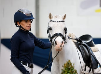 German Riding Pony, Gelding, 9 years, 12.1 hh, Gray