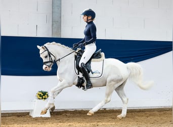 German Riding Pony, Gelding, 9 years, 12.1 hh, Gray