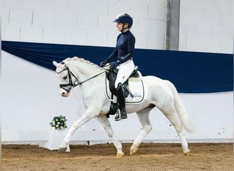 German Riding Pony, Gelding, 9 years, 12.1 hh, Gray