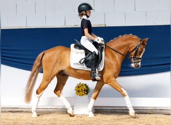 German Riding Pony, Gelding, 9 years, 12,1 hh, Chestnut-Red