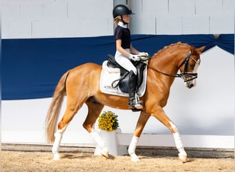German Riding Pony, Gelding, 9 years, 12,1 hh, Chestnut-Red
