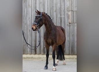 German Riding Pony, Gelding, 9 years, 13.1 hh, Bay-Dark