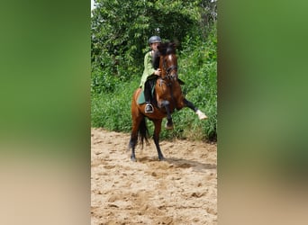 German Riding Pony Mix, Gelding, 9 years, 13.3 hh, Brown