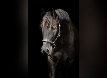 German Riding Pony Mix, Gelding, 9 years, 13,1 hh, Black