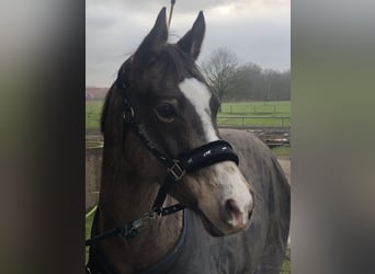 German Riding Pony, Gelding, 9 years, 13,2 hh, Dun