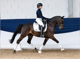German Riding Pony, Gelding, 9 years, 13,3 hh, Bay-Dark