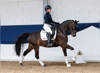 German Riding Pony, Gelding, 9 years, 13,3 hh, Bay-Dark