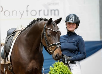 German Riding Pony, Gelding, 9 years, 13,3 hh, Bay-Dark