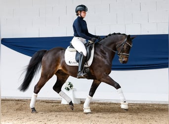 German Riding Pony, Gelding, 9 years, 13,3 hh, Bay-Dark