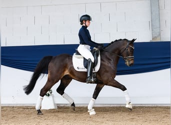 German Riding Pony, Gelding, 9 years, 13,3 hh, Bay-Dark